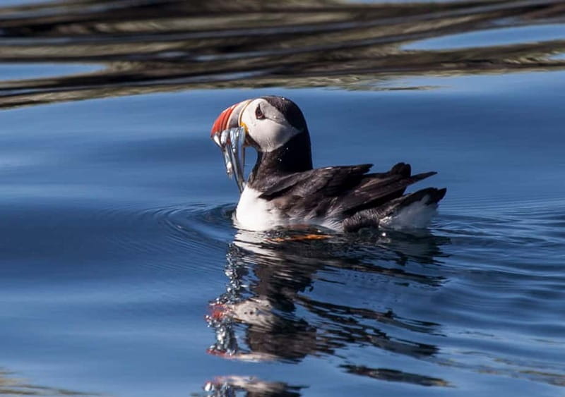 Reykjavik: Whales and Puffins Express Cruise Combo Tour - Puffin Express on Skúlaskeið (Old Skúli): Getting Close Without Guesswork