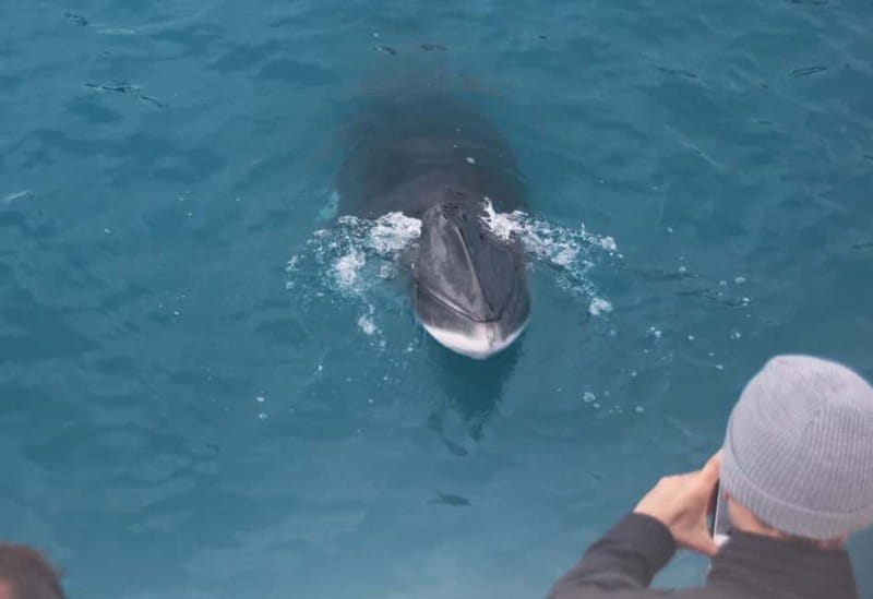 Reykjavik: Whales and Puffins Express Cruise Combo Tour - What You Might See, and How to Improve Your Odds