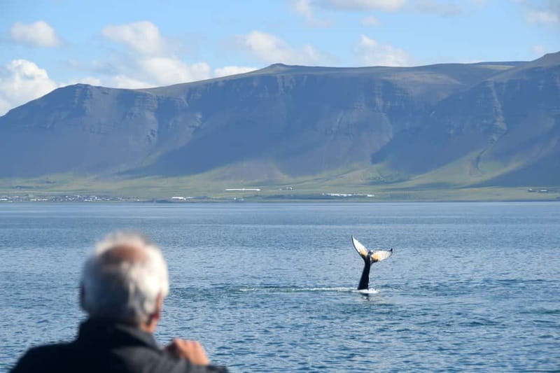 Reykjavik: Whales and Puffins Express Cruise Combo Tour - The Human Part: Guides, Jokes, and Animal Respect
