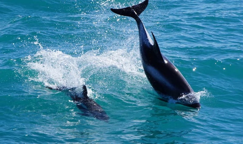 Reykjavik: Whales and Puffins Express Cruise Combo Tour - Price and Value: Is $148 Reasonable for a Two-Boats Combo?