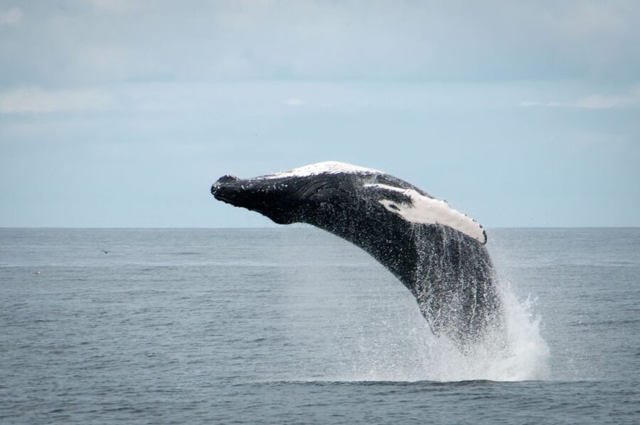 Reykjavik: Whales and Puffins Express Cruise Combo Tour - Best Time to Go, and How Weather Changes the Day