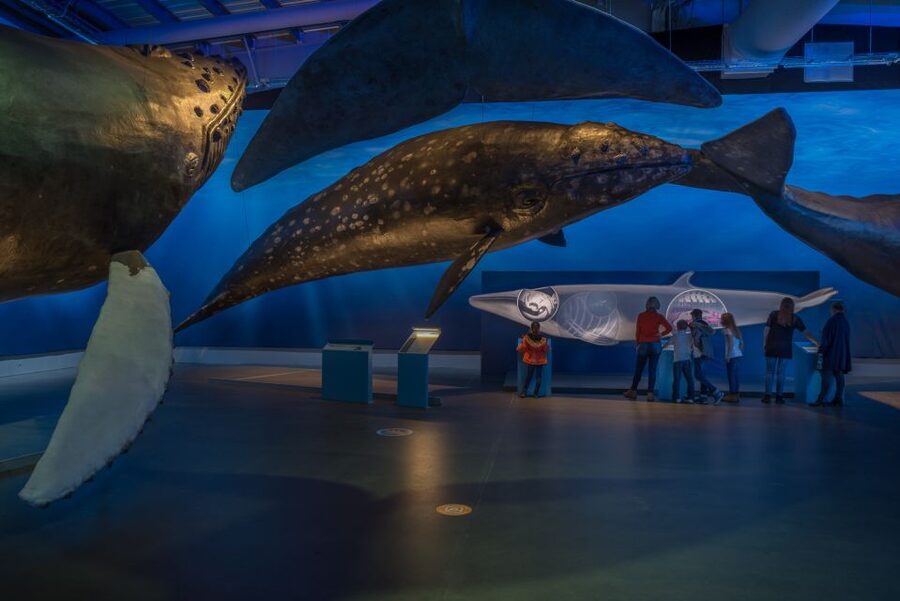 Reykjavik: Whales of Iceland Museum Entrance Ticket - Who should book this and who should rethink it