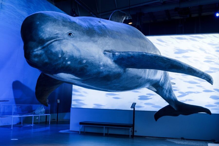 Reykjavik: Whales of Iceland Museum Entrance Ticket - Interactive exhibits that teach anatomy and behavior without lecturing