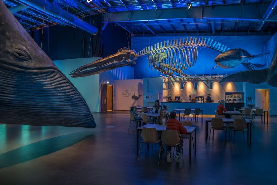 Reykjavik: Whales of Iceland Museum Entrance Ticket - Fin Whale Theatre documentaries, Sir David Attenborough and Rachel McAdams