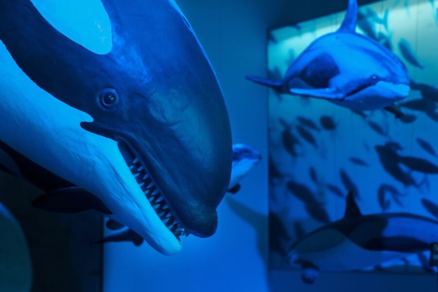 Reykjavik: Whales of Iceland Museum Entrance Ticket - How long you’ll need, and how to fit it after whale watching