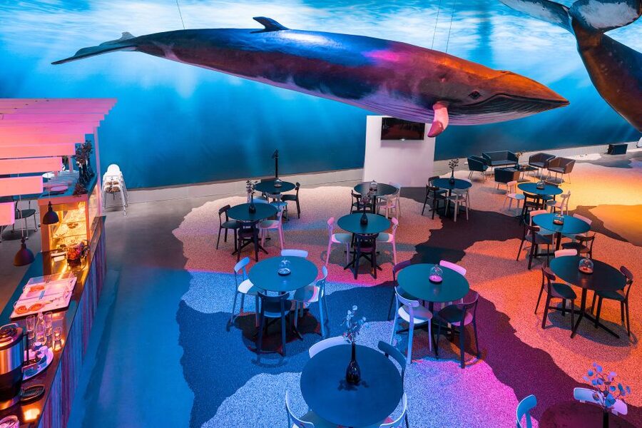 Reykjavik: Whales of Iceland Museum Entrance Ticket - Whale Cafe and gift shopping, a calm finish