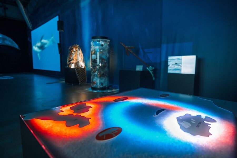 Reykjavik: Whales of Iceland Museum Entrance Ticket - The star attraction, life-size whale models you can actually compare