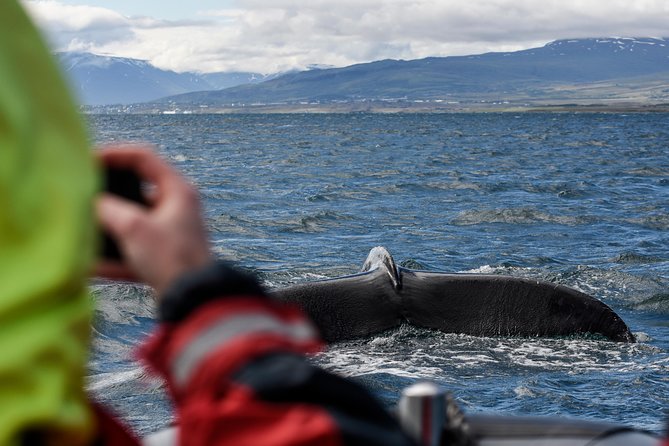 RIB boat express: Whales, Eyjafjord and Akureyri - A Fast, Small-Group Boat Fit for Animal-Spotting