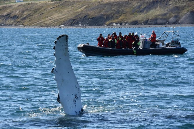 RIB boat express: Whales, Eyjafjord and Akureyri - Boarding at Elding Whale Watching Akureyri and Getting Suited Up