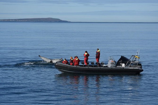 RIB boat express: Whales, Eyjafjord and Akureyri - Why the Whale Guarantee Makes This More Than a Gamble
