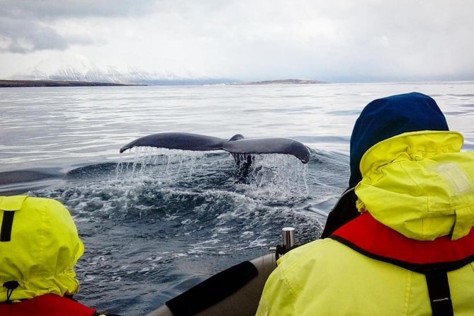 RIB boat express: Whales, Eyjafjord and Akureyri - Comfort and Safety on the Water (What to Plan For)