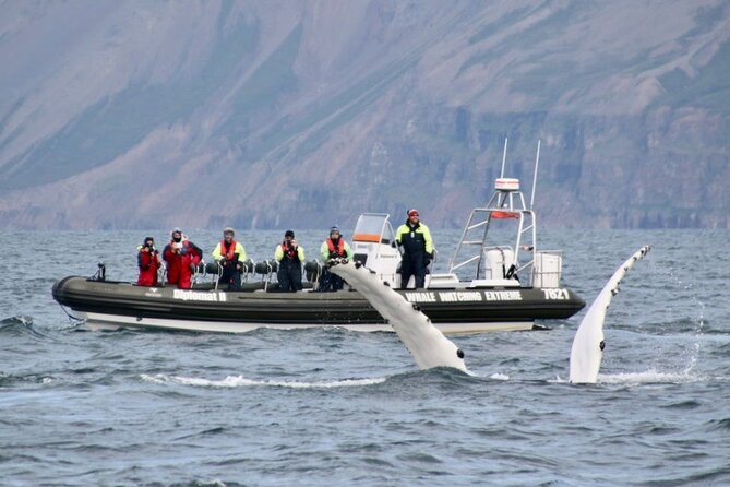 RIB boat express: Whales, Eyjafjord and Akureyri - Price and Value: Is $192.66 Fair for a 2-Hour RIB Tour?