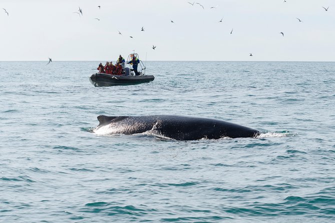 RIB boat express: Whales, Eyjafjord and Akureyri - Who This Tour Fits Best in Your Akureyri Day