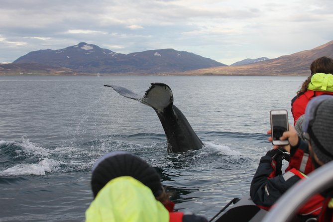 RIB boat express: Whales, Eyjafjord and Akureyri - Eyjafjord Whales: What You’re Most Likely to See