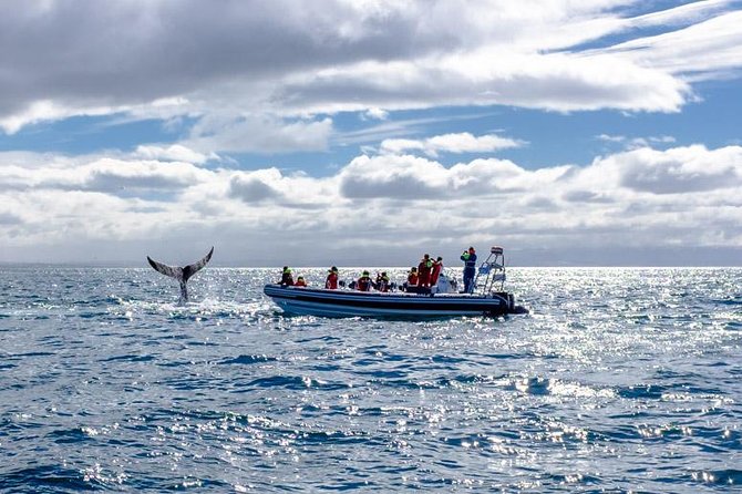 RIB Whale Watching Small-Group Boat Tour from Reykjavik - The scenic return: Sun Voyager and Harpa from the sea