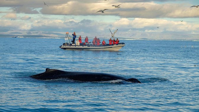 RIB Whale Watching Small-Group Boat Tour from Reykjavik - Gear and comfort: coveralls, warmth, and what to wear anyway