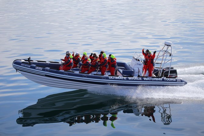 RIB Whale Watching Small-Group Boat Tour from Reykjavik - Value check: what $208.09 buys you in Reykjavik