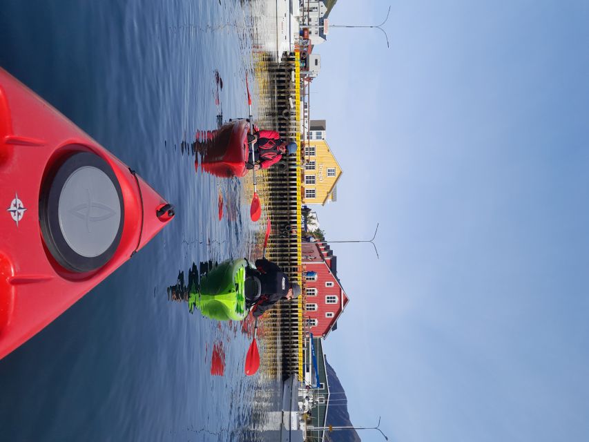 Siglufjörður / Siglufjordur: Guided kayak tour. - Wildlife spotting: how to do it without ruining your paddle rhythm