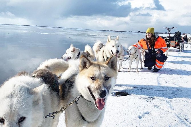 Small Group Husky Sledding Tour from Capital Region - Reykjavik husky sledding that actually starts with the dogs