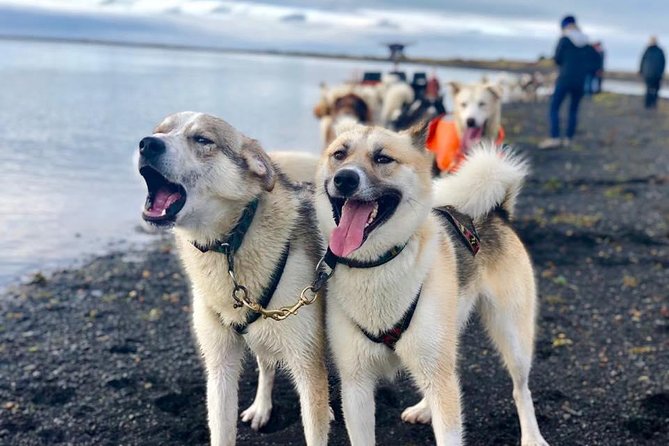 Small Group Husky Sledding Tour from Capital Region - Small-group value: why max 8 travelers matters
