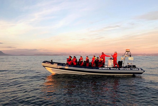 Small-group Whale Watching in the Midnight Sun from Reykjavík - Midnight sun whale watching from Reykjavik, in a truly small group