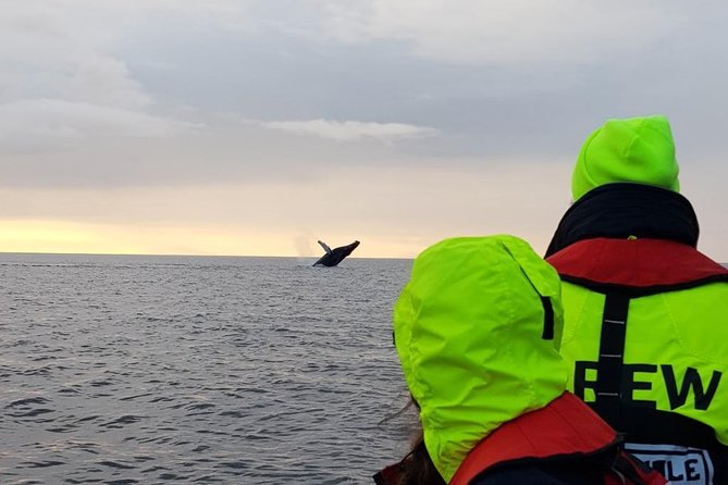 Small-group Whale Watching in the Midnight Sun from Reykjavík - Harpa Concert Hall views: Reykjavik architecture meets the sea