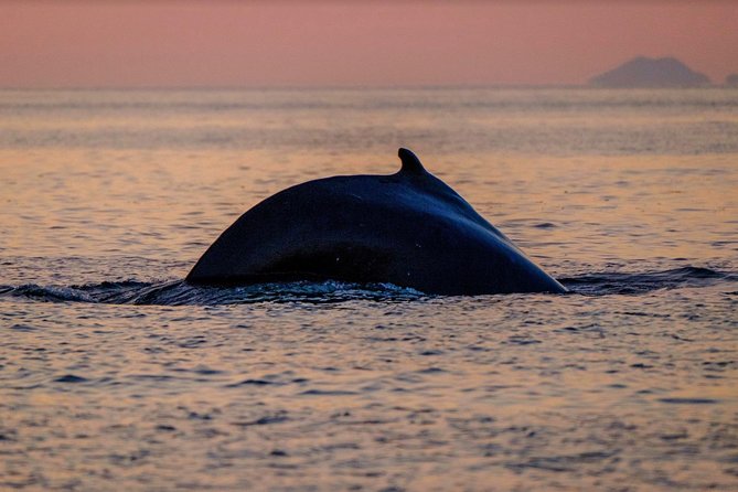 Small-group Whale Watching in the Midnight Sun from Reykjavík - Getting geared up: what “no spray worry” really means
