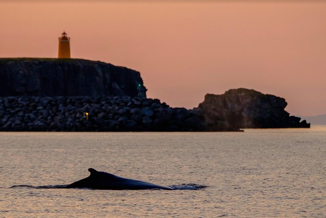 Small-group Whale Watching in the Midnight Sun from Reykjavík - Puffins in natural habitat, plus the thrill of sudden sightings