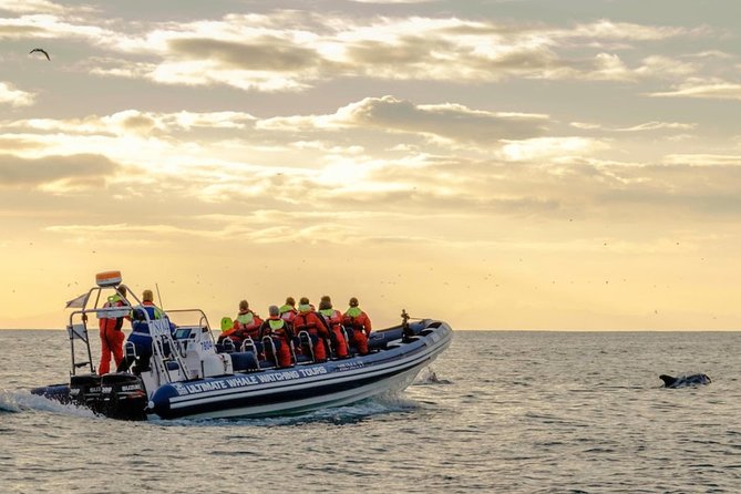 Small-group Whale Watching in the Midnight Sun from Reykjavík - Price and value: is $203.50 worth it?