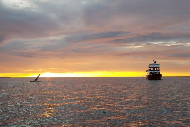 Small-group Whale Watching in the Midnight Sun from Reykjavík - Old Harbour first stop: start where the action is