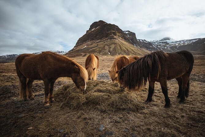 Snæfellsnes Peninsula | Private tour | PRO Photos included - Arnarstapi Coast and Miðgjá: A Walk That Rewards Attention