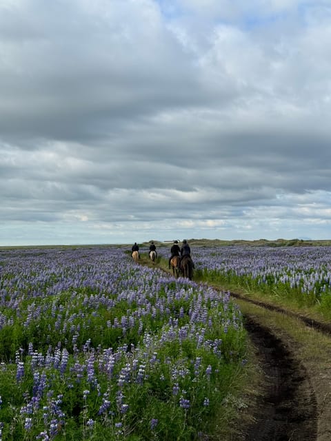 southern Iceland: Black beach riding tour - Black-Sand Views and Tectonic Drama on the Southern Coast