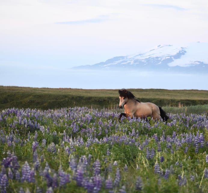 southern Iceland: Black beach riding tour - Learning the Icelandic Tölt, With Guides Who Care