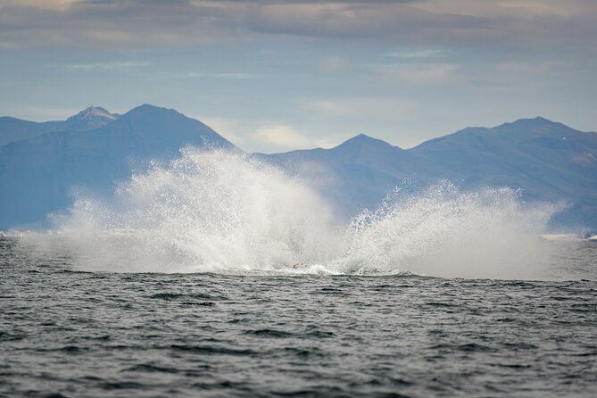 Speedboat Whale Watching Small-Group Tour in Reykjavik - Gear and comfort: what’s included and what to double-check