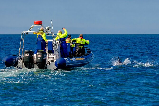 Speedboat Whale Watching Small-Group Tour in Reykjavik - The Sun Voyager stop: a quick Reykjavik intro from the water