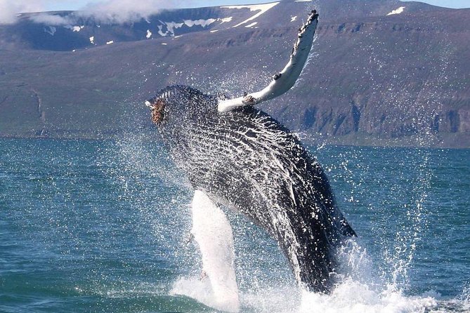 Speedboat Whale Watching Small-Group Tour in Reykjavik - Harpa Concert Hall: the city’s signature backdrop while you head for wildlife