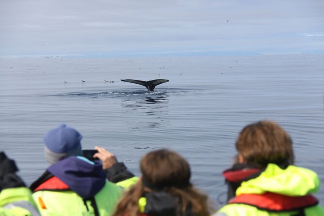 Speedboat Whale Watching Small-Group Tour in Reykjavik - When puffins show up: the bonus moments that make the day feel complete