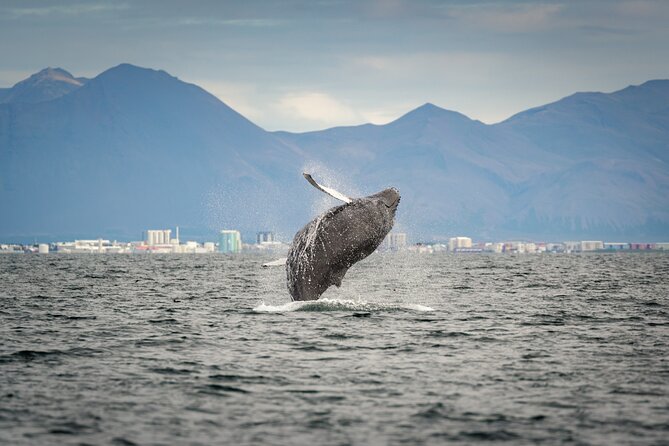 Speedboat Whale Watching Small-Group Tour in Reykjavik - Price and value: is $164 worth it versus big boats