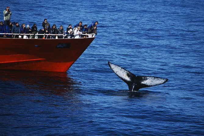 The Original Classic Whale Watching from Reykjavik - Key highlights worth planning around