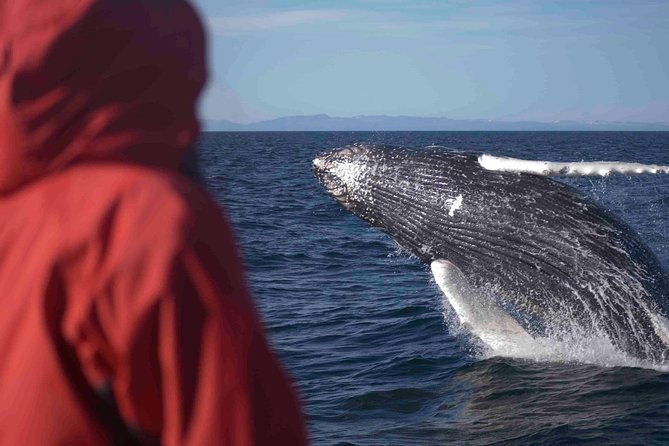 The Original Classic Whale Watching from Reykjavik - Elding Check-In at Ægisgarður 5c and the Warm-Clothing System