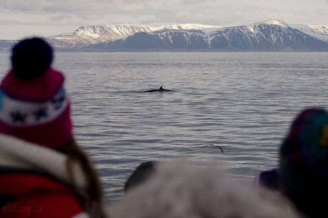 The Original Classic Whale Watching from Reykjavik - 2 to 3.5 Hours at Sea, Searching for Humpbacks and Minke Whales