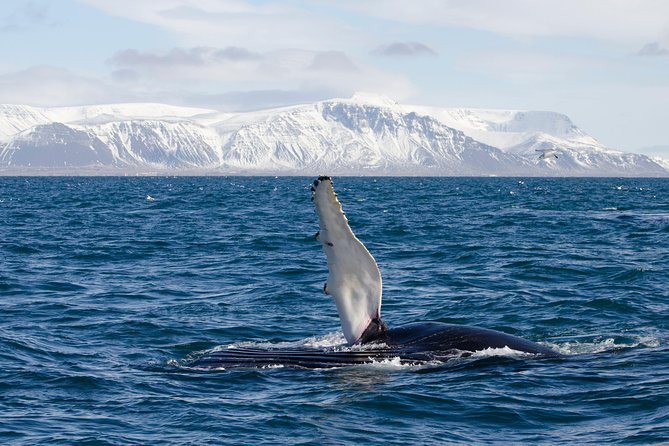 The Original Classic Whale Watching from Reykjavik - Onboard Comfort, WiFi, and the Little Extras That Matter