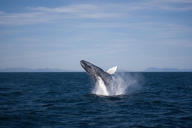 The Original Classic Whale Watching from Reykjavik - When Weather Changes the Plan, and How the Free-Return Works