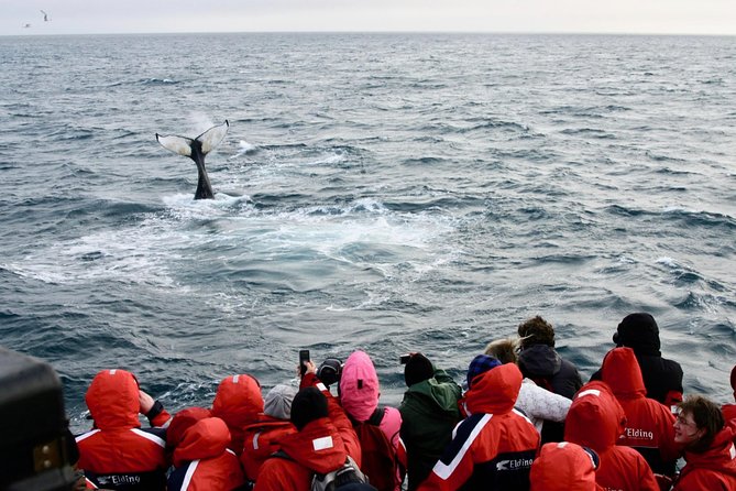 The Original Classic Whale Watching from Reykjavik - Price and Value of the $105 Ticket
