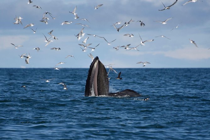 The Original Classic Whale Watching from Reykjavik - Wildlife Exhibition Admission, Before or After Your Cruise