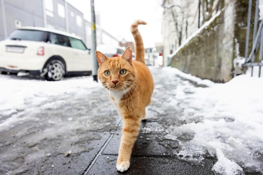 The Private Reykjavik CatWalk - Kattakaffihúsið, the Reykjavik Cat Coffeehouse stop