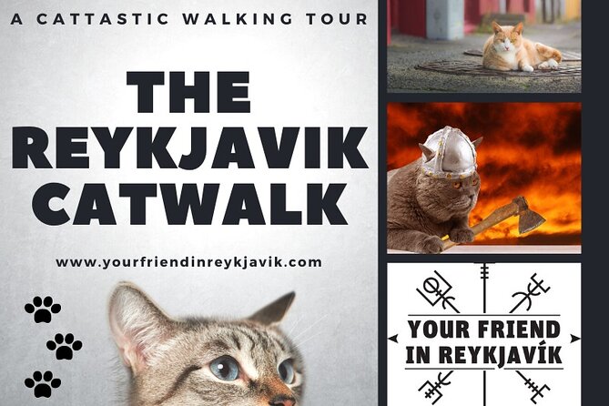 The Reykjavik Cat Walking Tour - Price and value: why $76.22 can make sense