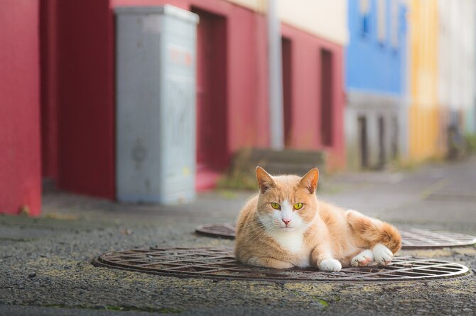 The Reykjavik Cat Walking Tour - Where you start at Ingólfstorg, and the cat myths behind it