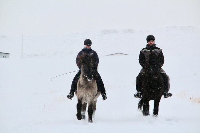 The Viking Horse Riding Experience in North Iceland - Getting to the Right Place: Hestasport Reception and Check-In