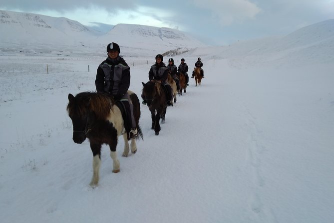The Viking Horse Riding Experience in North Iceland - The Tölt Gait: What It Is, and How Guides Help You Enjoy It